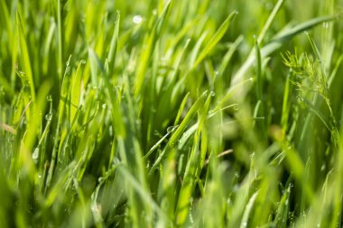 Güneşte yeşil çim, yağmur damlaları bokeh arka plan
