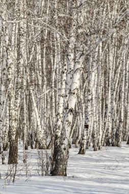 Huş ağacı orman kış manzarası.