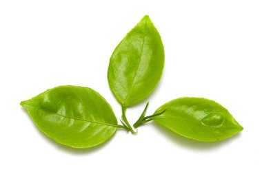 Beyaz arkaplanda yeşil yaprak izole edildi