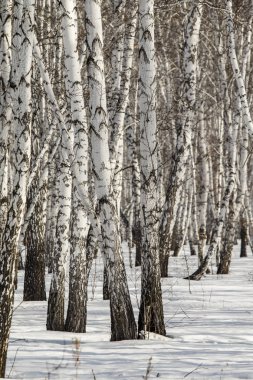 Huş ağacı orman kış manzarası.