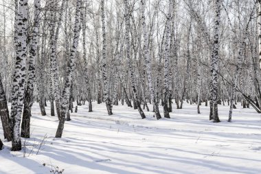 Huş ağacı orman kış manzarası.