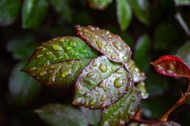 Bir gül yaprakları üzerinde yağmur damlaları, yeşil kırmızı yaprak.