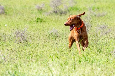 Av kırmızı köpek yeşil çim üzerinde çalışır. Yaz yeşili çayır.