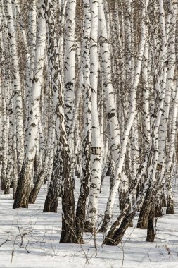 Huş ağacı orman kış manzarası.