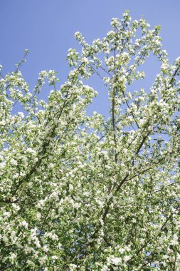 Mavi gökyüzüne karşı elma kiraz beyaz çiçekler. Doğa bahar.