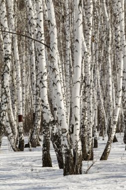 Huş ağacı orman kış manzarası.