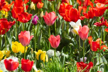 Parlak lale çiçekleri, saha doğası.