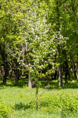 Çiçeklenme elma bahçesi. Elma ağaçları beyaz çiçekler, yeşil yaprakları yakın.