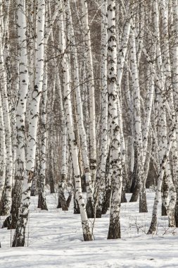 Huş ağacı orman kış manzarası.