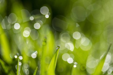 Güneşte yeşil çim, yağmur damlaları bokeh arka plan