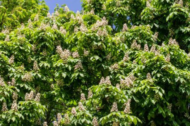 Yeşil yeşillik ile beyaz kestane çiçekleri.