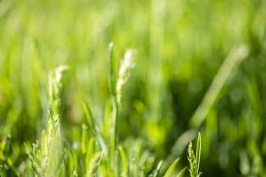 Güneşte yeşil çim, yağmur damlaları bokeh arka plan