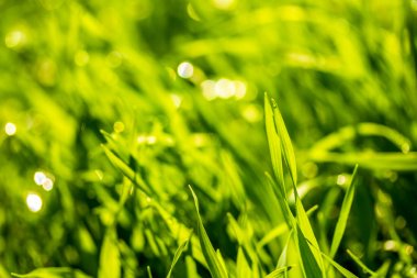 Yağmur damlaları ile yeşil çim, manzara kapatmak.