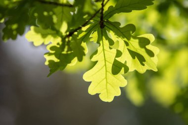 Ağaçta yeşil bir yaprak, ağaçta güneş parlıyor, yakın plan..