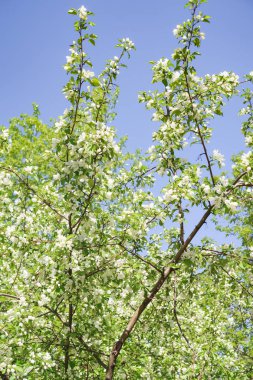 Bahar yeşili bahçe. Elma ağaçları mavi gökyüzüne karşı çiçek açtı.