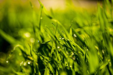 Yağmur damlaları ile yeşil çim, manzara kapatmak.