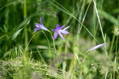 Yeşil çim mavi çiçek Campanula.