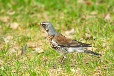 Yeşil çim içinde Song Thrush. Doğa kuşlar WESTA.