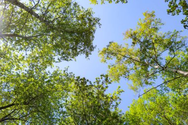 Mavi gökyüzü, bahar doğa karşı aşağıda ağaçlar görünümü yeşil yaprakları.
