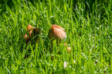 Güneşte yağmur sonra yeşil çim mantar.