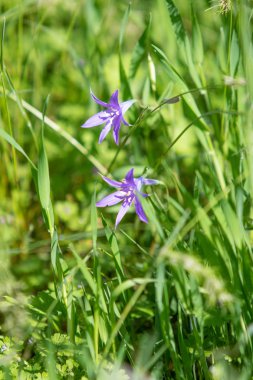 Yeşil çim mavi çiçek Campanula.