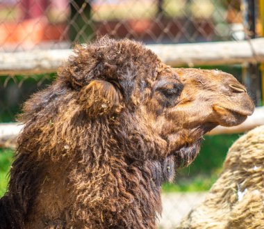 Camel gri yün Başkanı, burun üzerinde uçar, doğa.