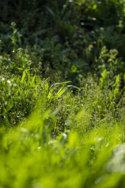 Güneşte yeşil çim, yağmur damlaları bokeh arka plan