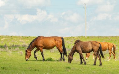At yeşil bir çayır üzerinde yaz aylarında Otlanmış.