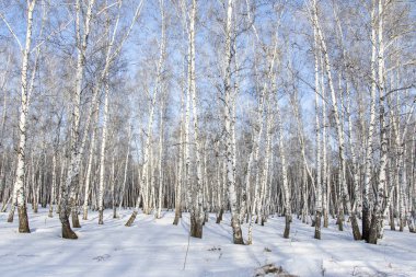 Huş ağacı orman kış manzarası.