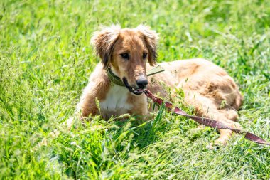 Köpek avcılık, doğa yeşil alan yaz.