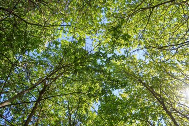 Mavi gökyüzü, bahar doğa karşı aşağıda ağaçlar görünümü yeşil yaprakları.