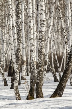 Huş ağacı orman kış manzarası.