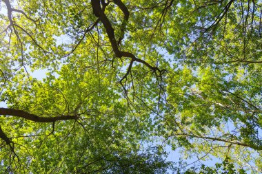 Mavi gökyüzü, bahar doğa karşı aşağıda ağaçlar görünümü yeşil yaprakları.