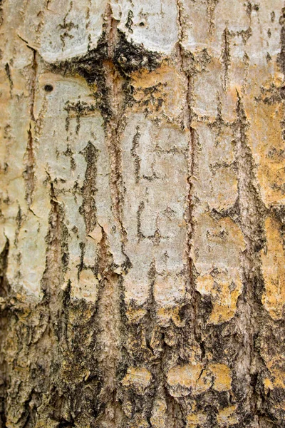 木の樹皮のテクスチャ 灰色の木製の背景 — ストック写真