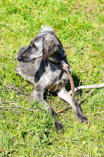 Caçada Cães Natureza Verde Campo Verão — Fotografia de Stock