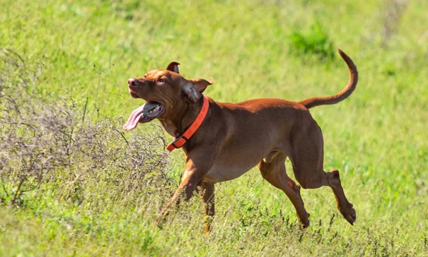 Hunting dog runs in search of prey, green grass, spring landscape.