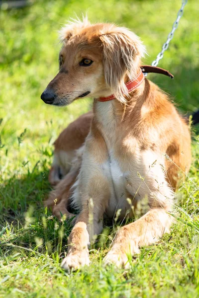 Caccia Cani Natura Campo Verde Estate — Foto Stock