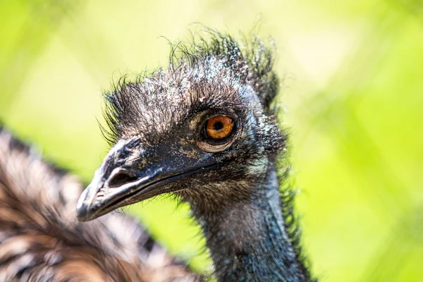 Federn Grauer Straußenvögel Aus Nächster Nähe — Stockfoto