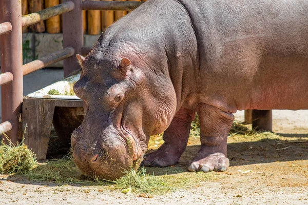 Portrait Hippopotame Mangeant Herbe — Photo