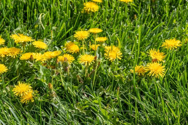Желтый Цветок Одуванчика Зеленой Траве Весенние Пейзажи — стоковое фото