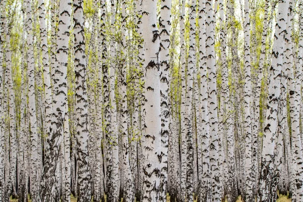 Weiße Birken Wald Hintergrund Frühling — Stockfoto