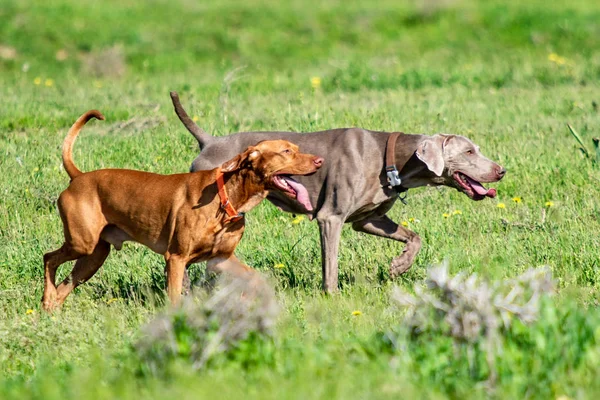 Dog Hunting Nature Green Field Summer — Stock Photo, Image