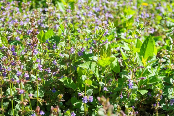 緑の芝生に香りのミントの紫色の花 — ストック写真