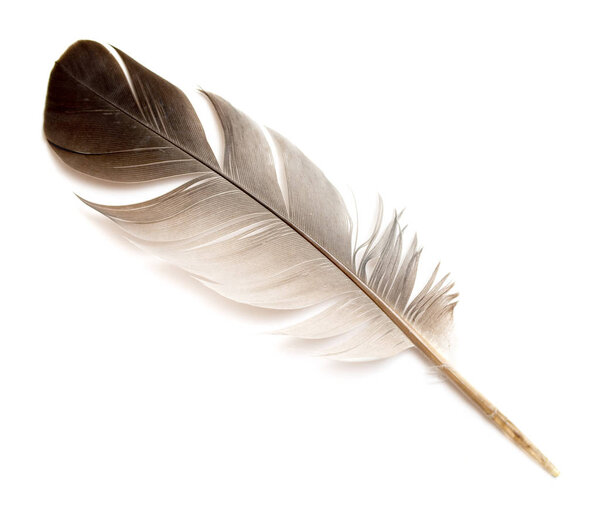 Feather of a bird on a white background.