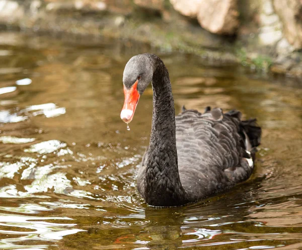 Siyah Kuğu Suda Yüzerler Yaz Gölet — Stok fotoğraf