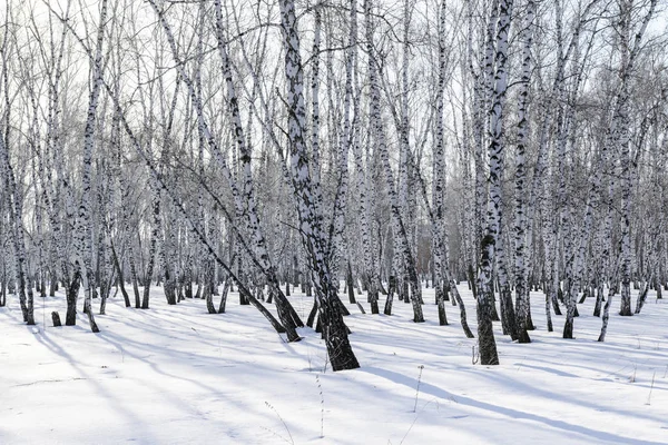 Vidoeiro Floresta Inverno Paisagem — Fotografia de Stock