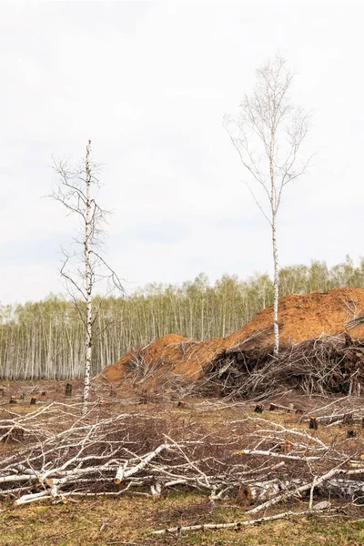 One birch against the background of felled forest, clouds in the sky. The destruction of nature ecology.