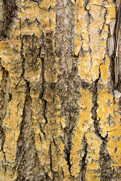 Textur Der Baumrinde Grauer Holzhintergrund — Stockfoto