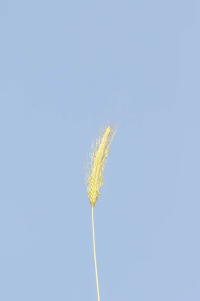 Spitze Des Wilden Weizens Gegen Den Blauen Himmel — Stockfoto