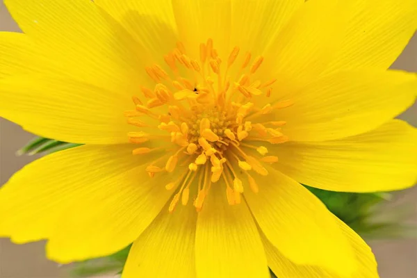 Sarı Çiçek Yayı Adonis Buttercup Ailesinin Bitkilerin Bir Cins — Stok fotoğraf